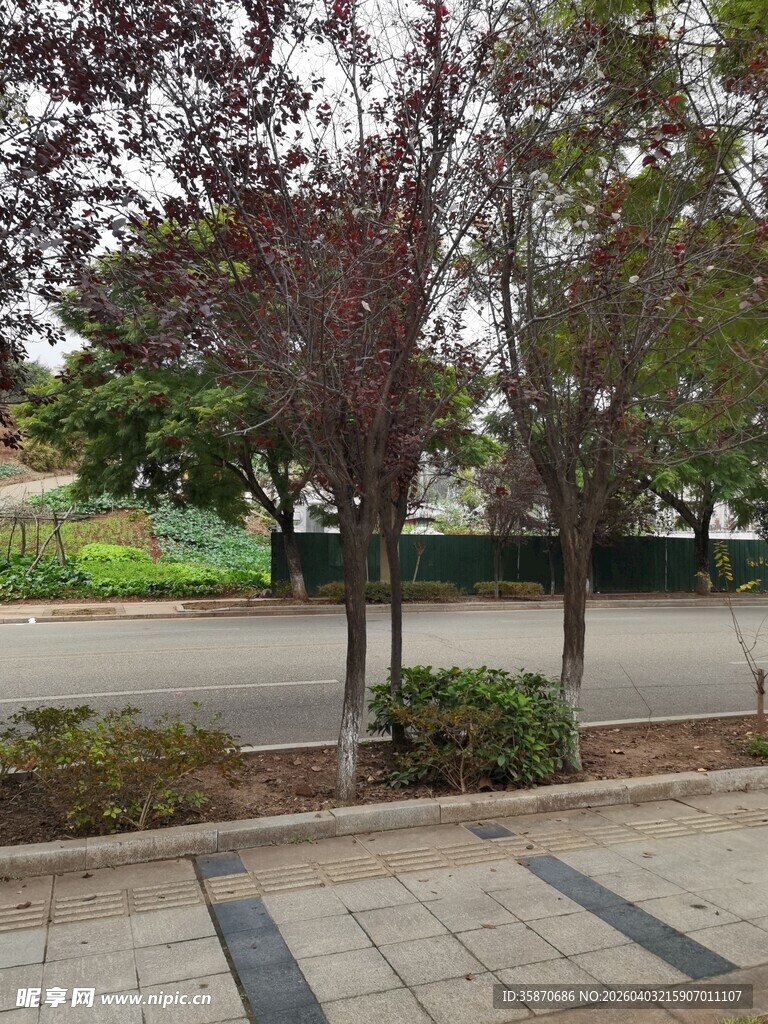 路边树木与开阔景致