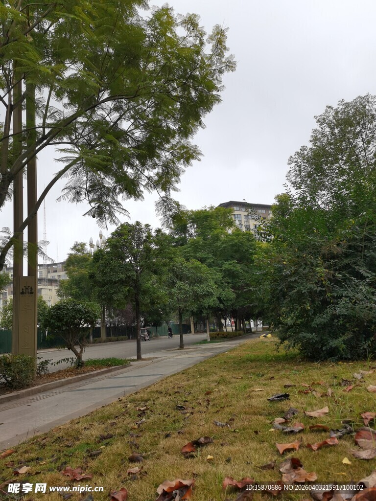 秋日林荫道景色