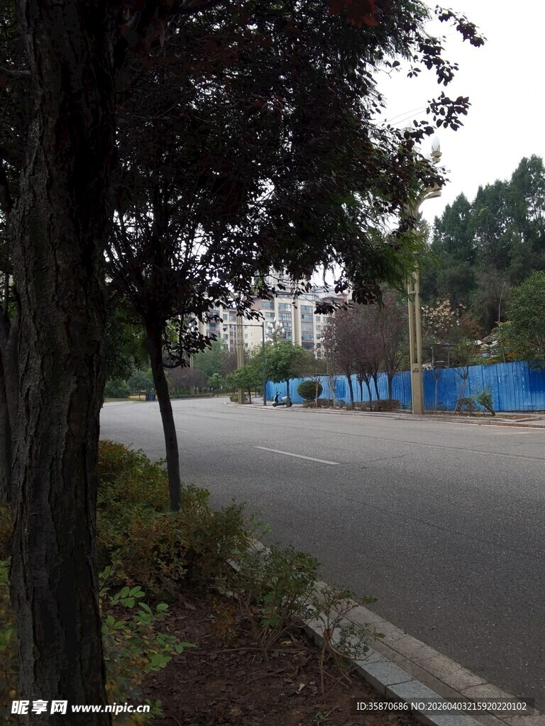 路边树木与开阔道路景象