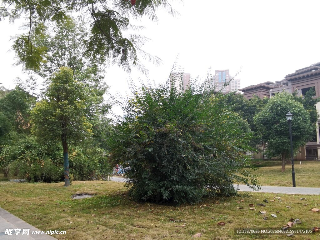 公园中的绿植景观
