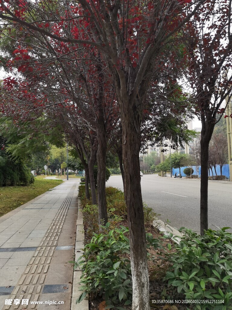 路边紫叶树景观