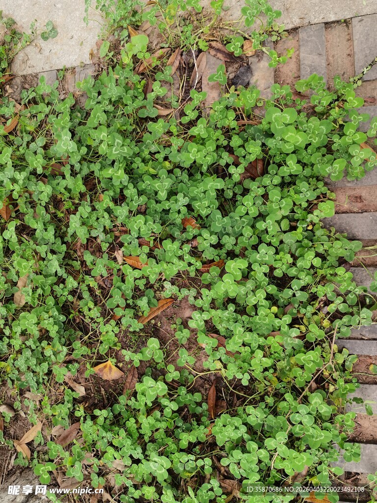 爬满绿植的砖墙