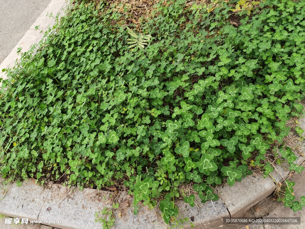 墙角翠绿繁茂的爬藤植物