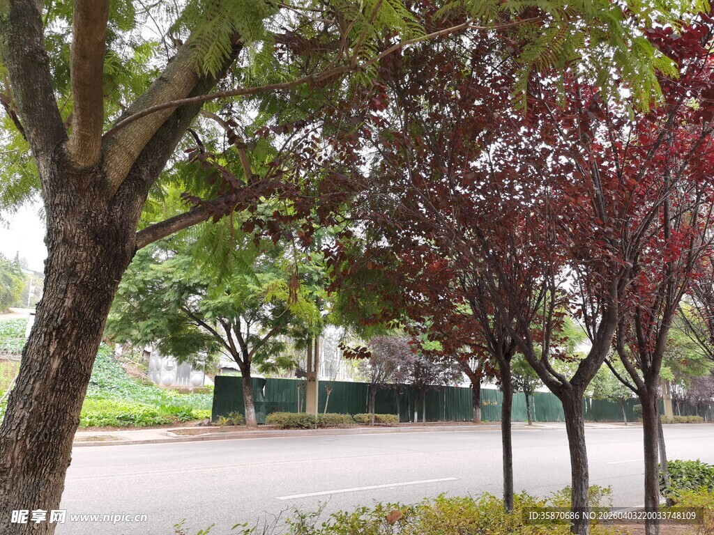 路边树木景观