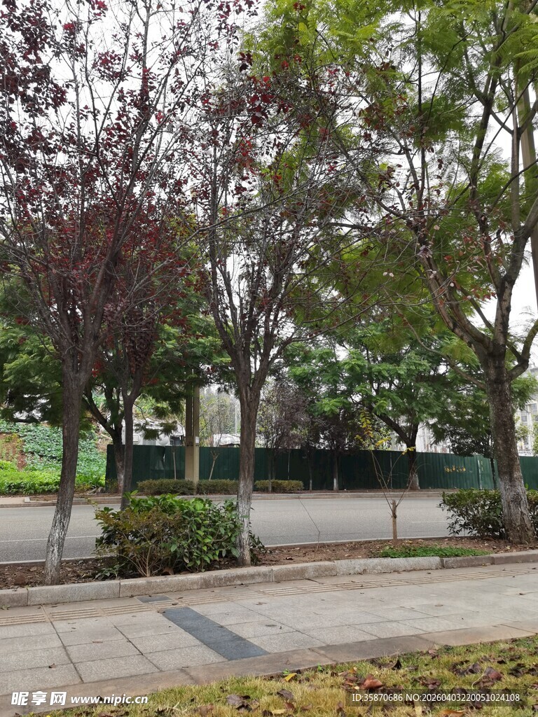 公园林荫小道景观