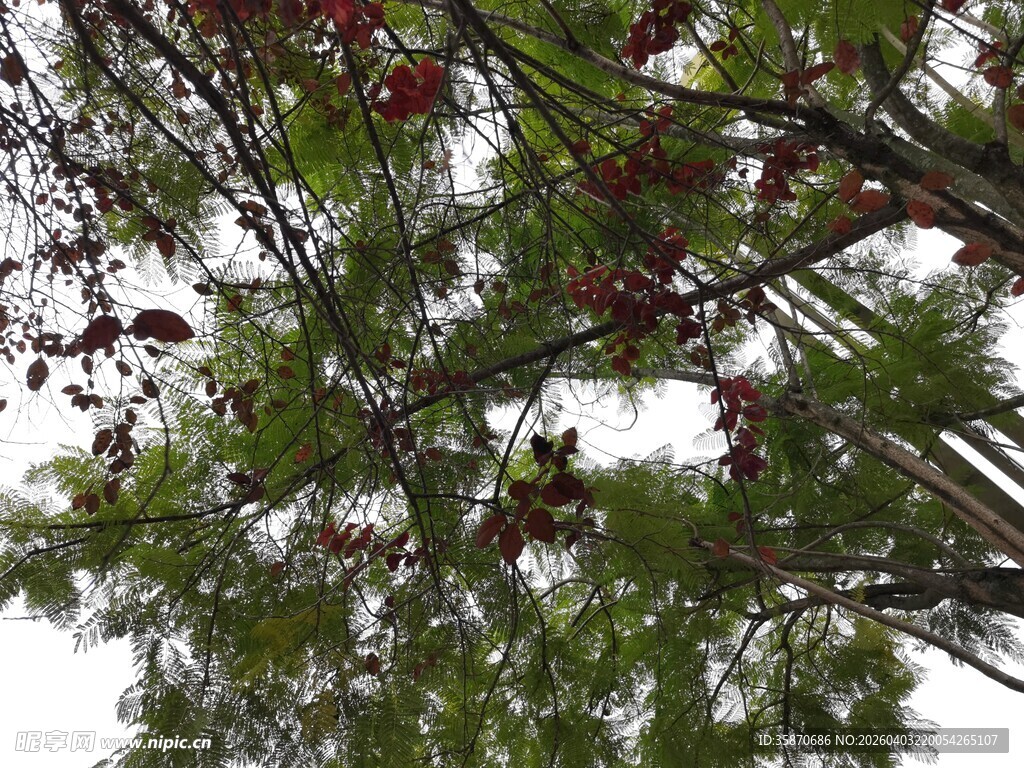 仰视视角下的繁茂树木