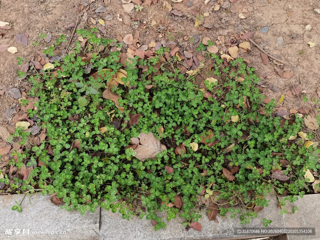 地面生长的绿色低矮植物