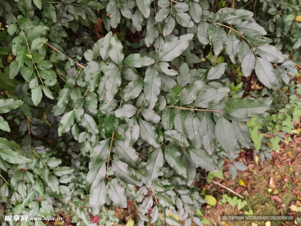 绿叶繁茂的植物景观
