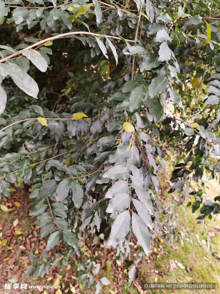 枝叶繁茂的绿植景观