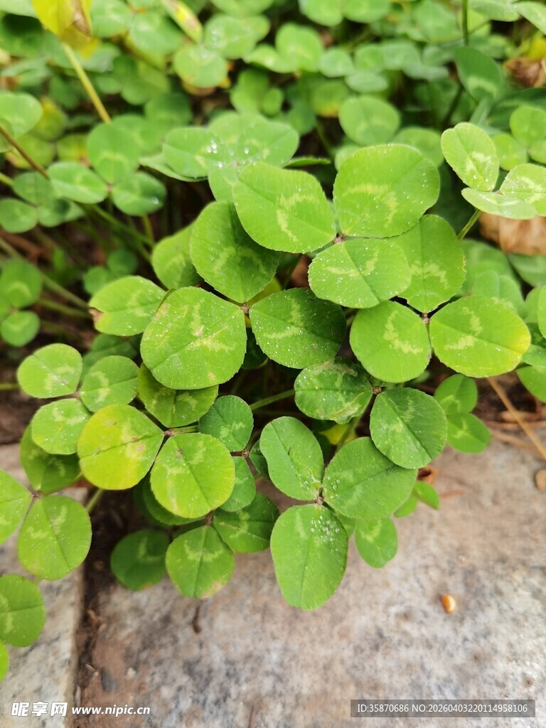 翠绿三叶草生机盎然