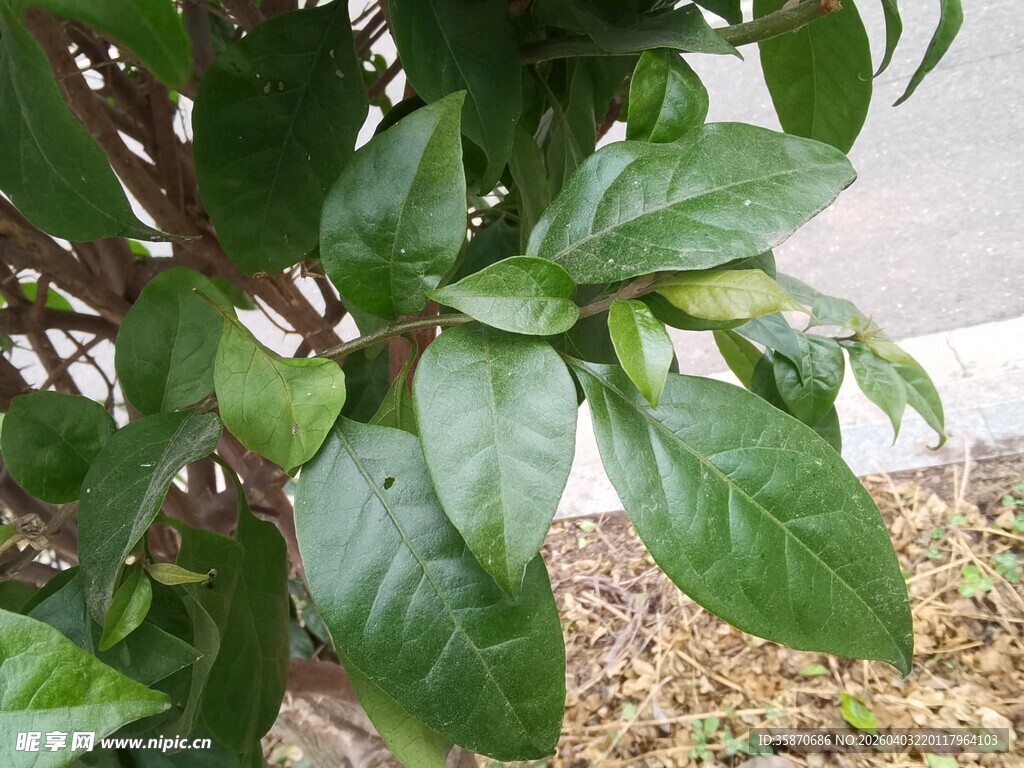 绿叶植物特写