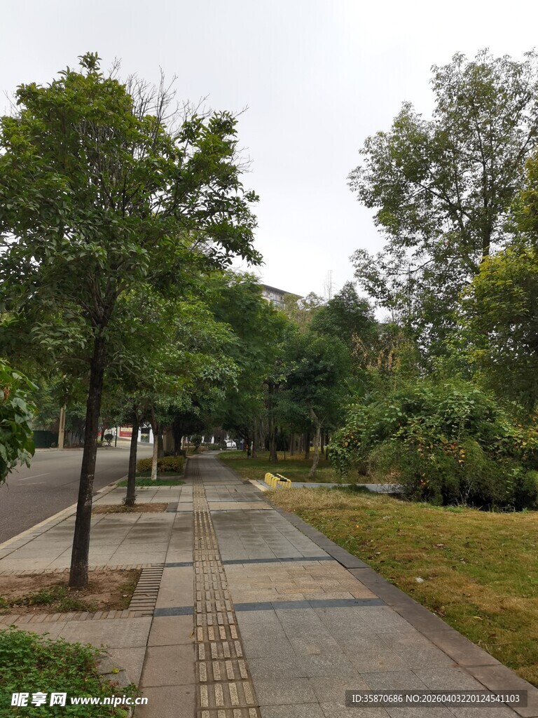 城市林荫步道景观