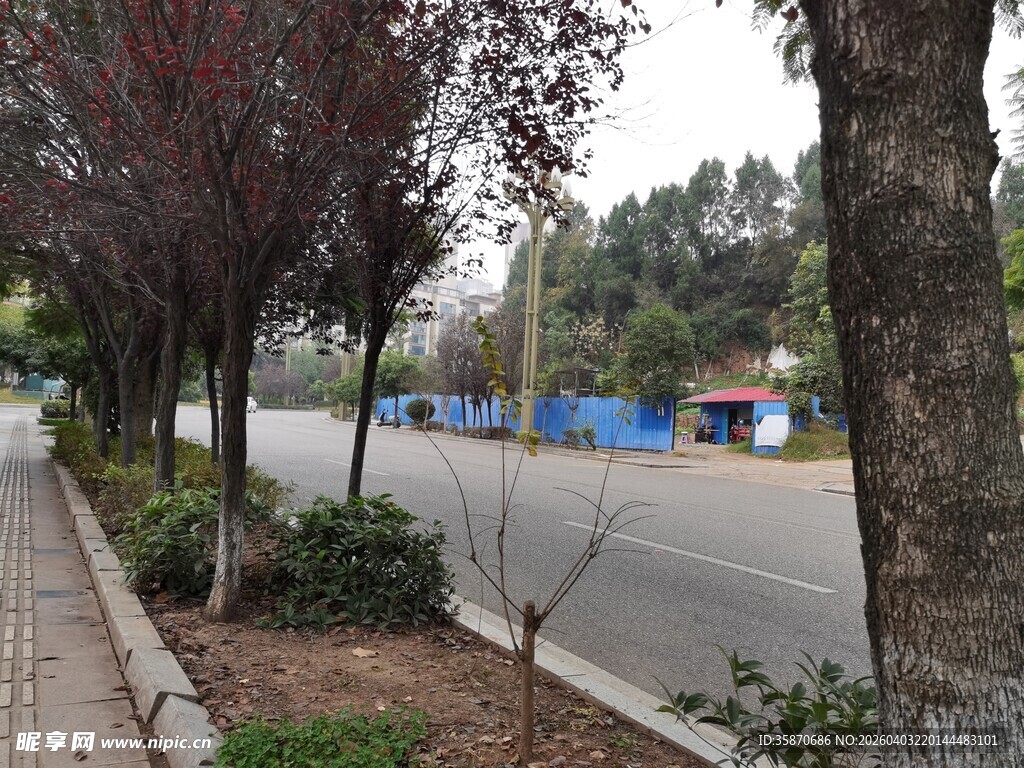 街道边的树木与道路景观