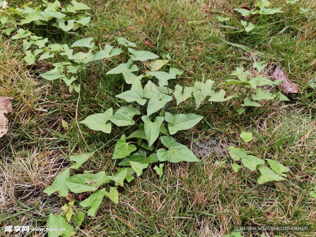 地面生长的绿色藤蔓植物