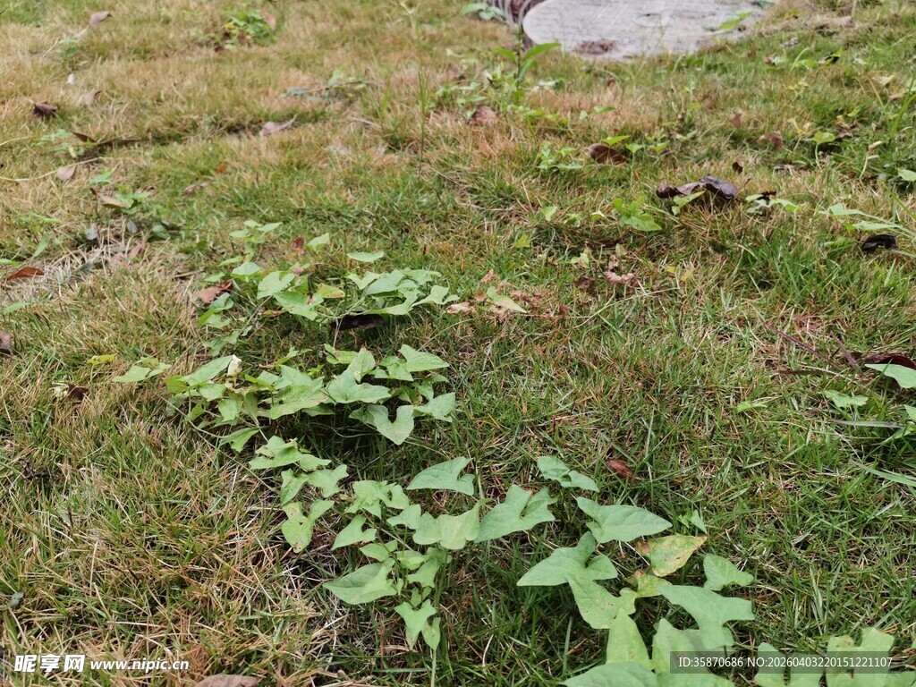 草地上的绿色植物群落