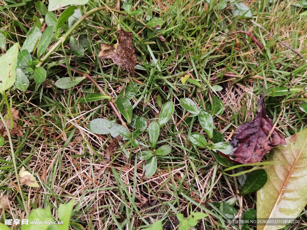 草地中的紫色植物