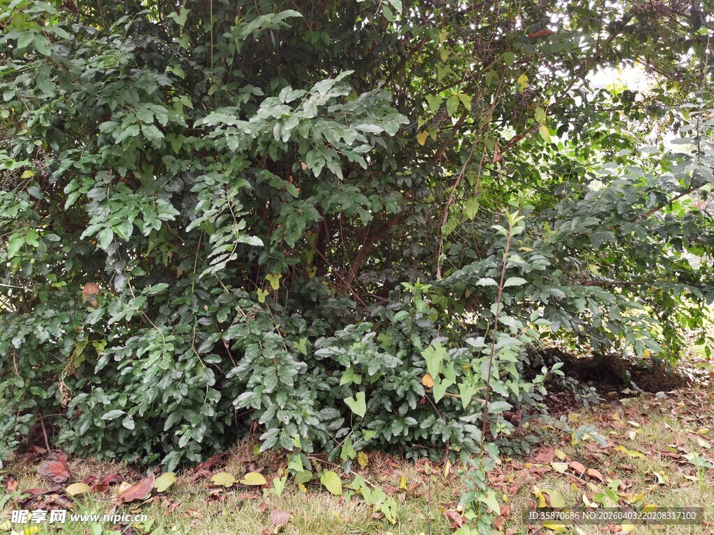 茂密绿植景观