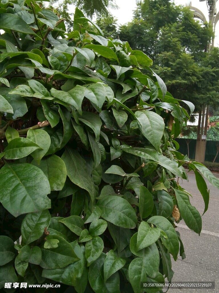 绿叶繁茂的绿植景观