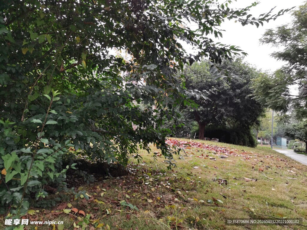 户外绿意盎然的自然场景