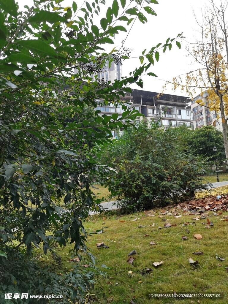 庭院绿植景观