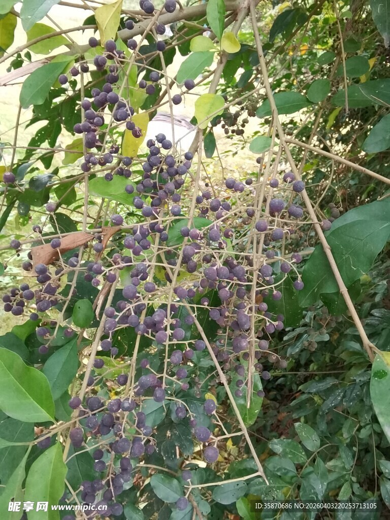 枝头挂满黑紫色浆果