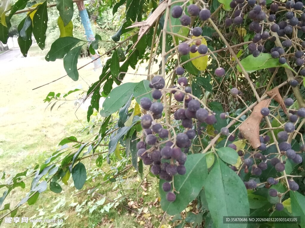 树上挂满紫黑色果实