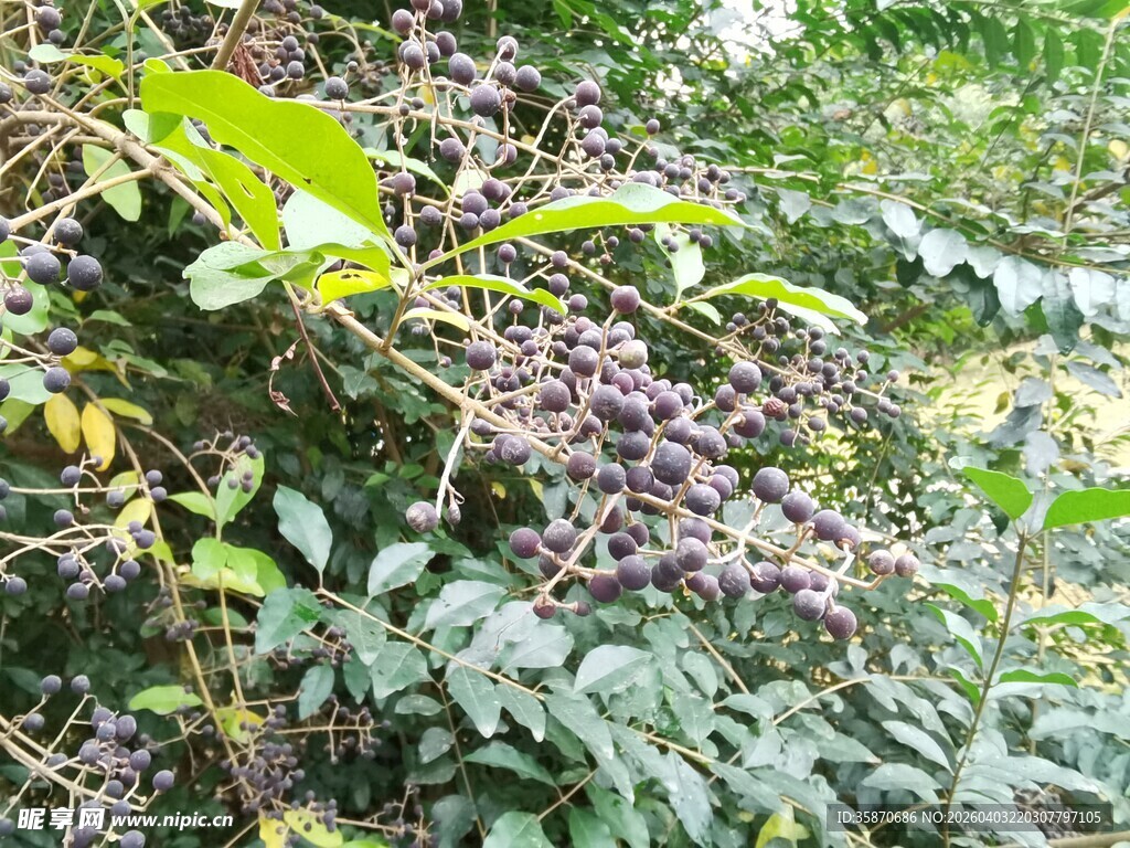 野外紫色浆果植物景观