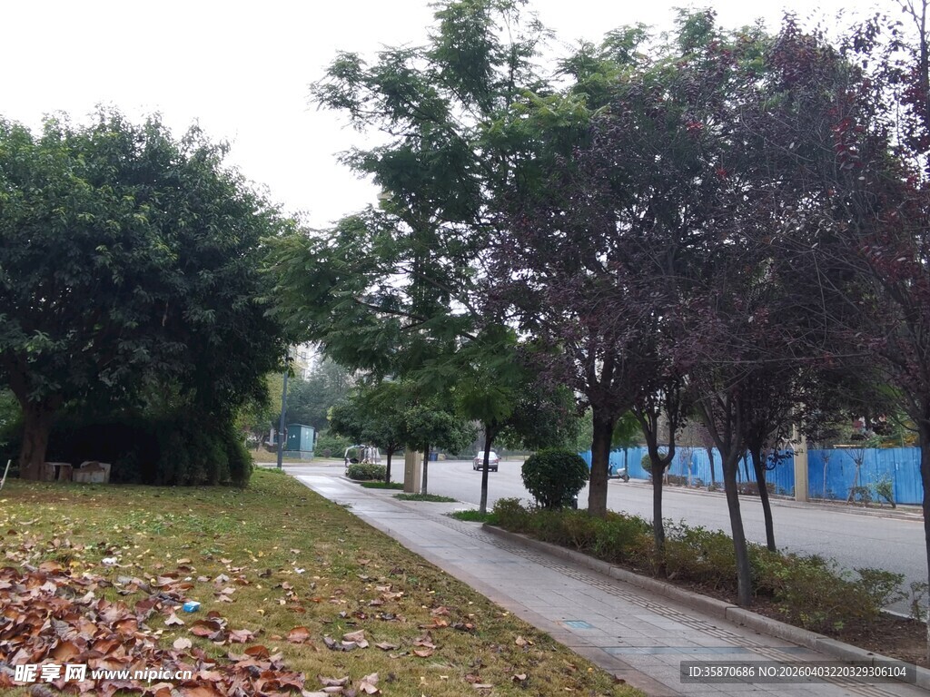 秋日林荫小道风景
