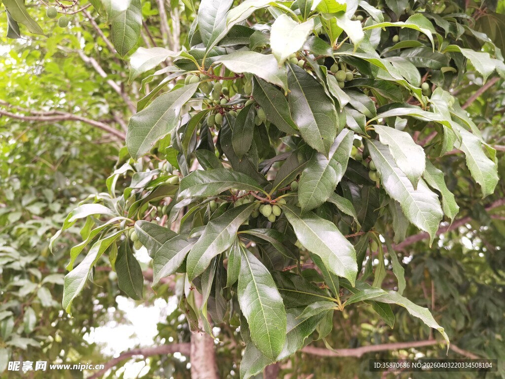 绿叶繁茂的植物
