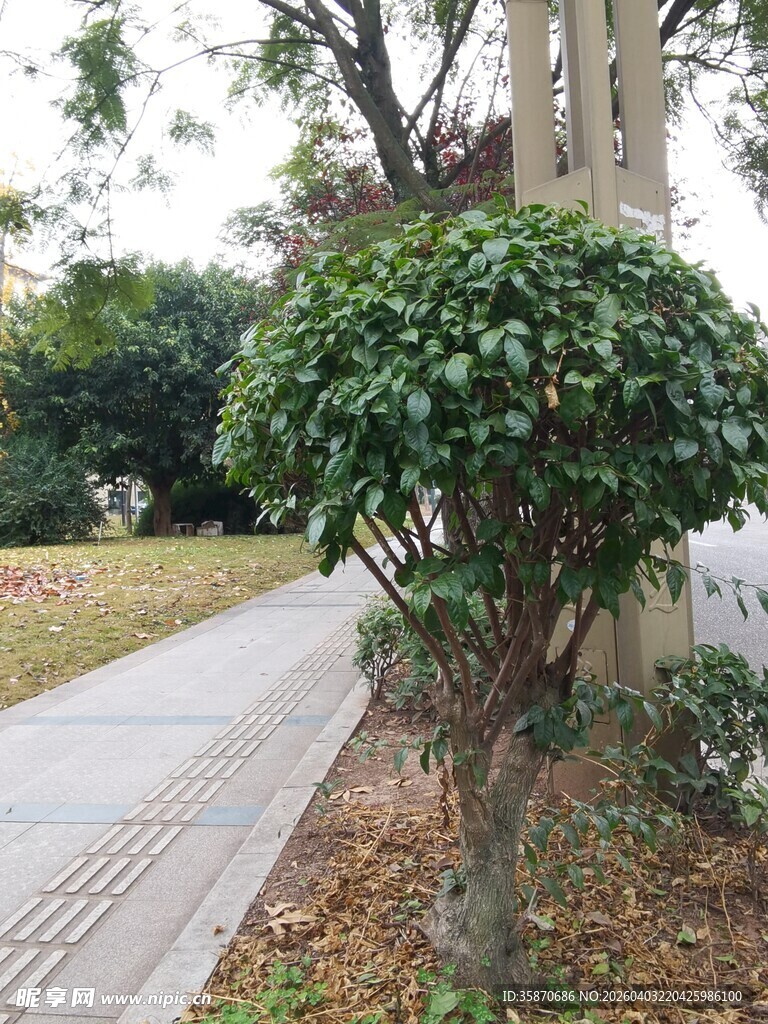 路边修剪整齐的绿植景观
