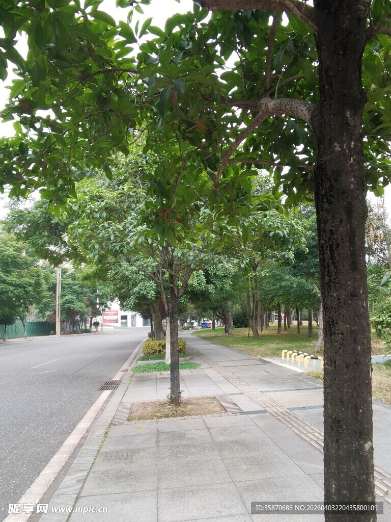 城市街道旁的绿树人行道