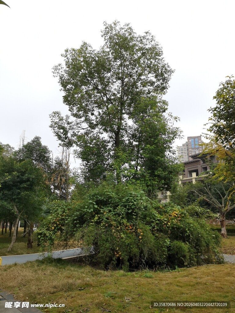 中式园林景观绿植环绕