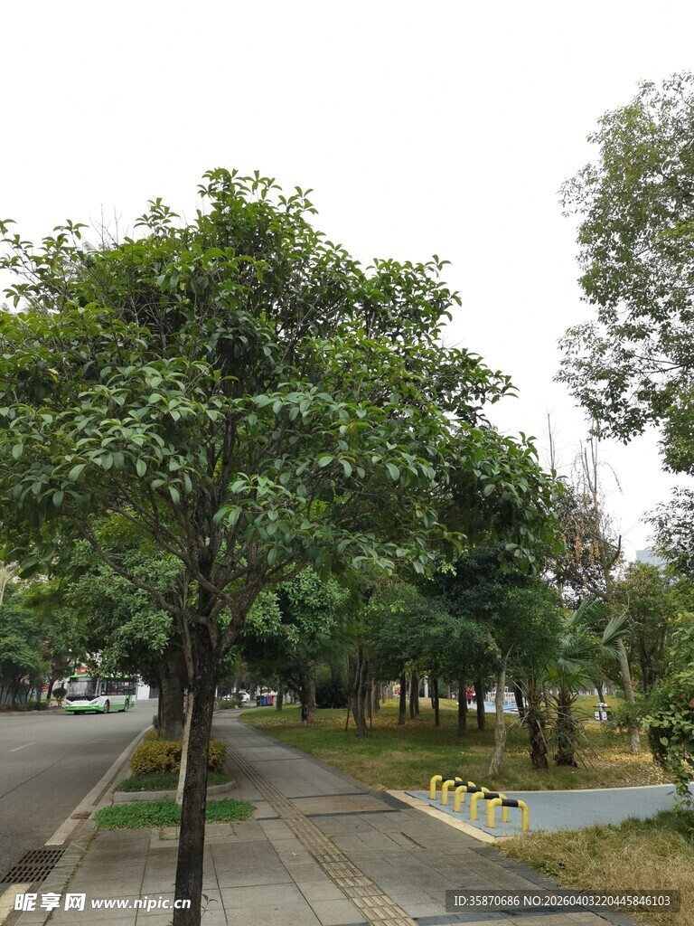 路边绿树成荫的自然景致