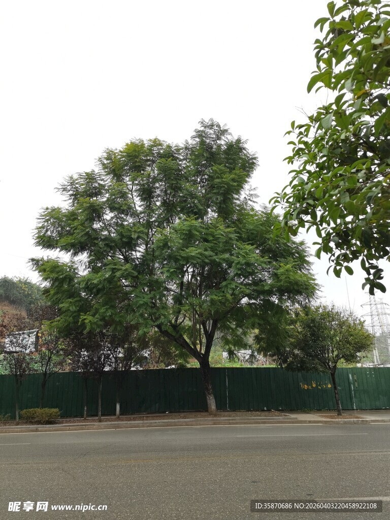 户外绿树场景