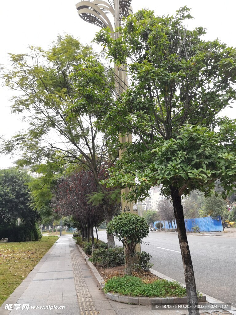 街道旁绿意盎然的树木