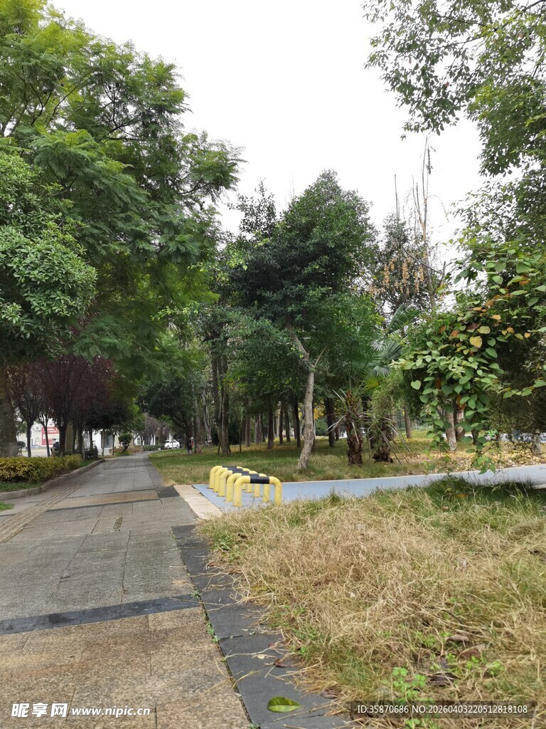 林间小路的静谧自然景致