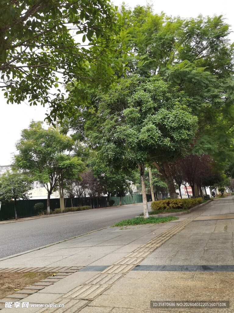 城市林荫道的静谧景致