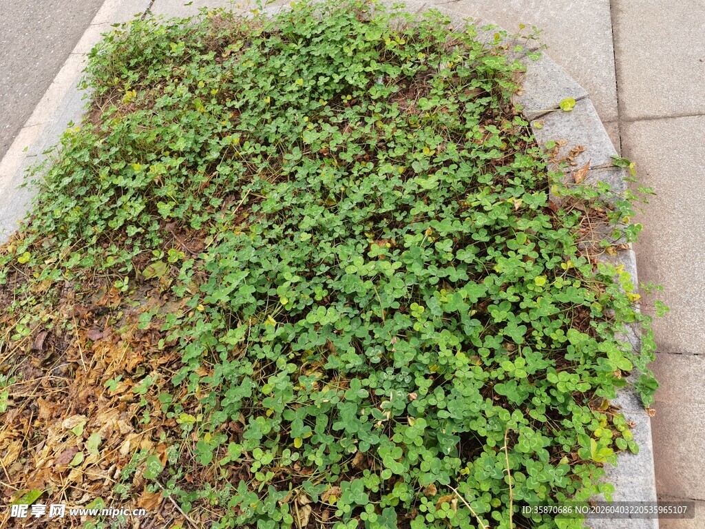 墙角翠绿繁茂的爬藤植物