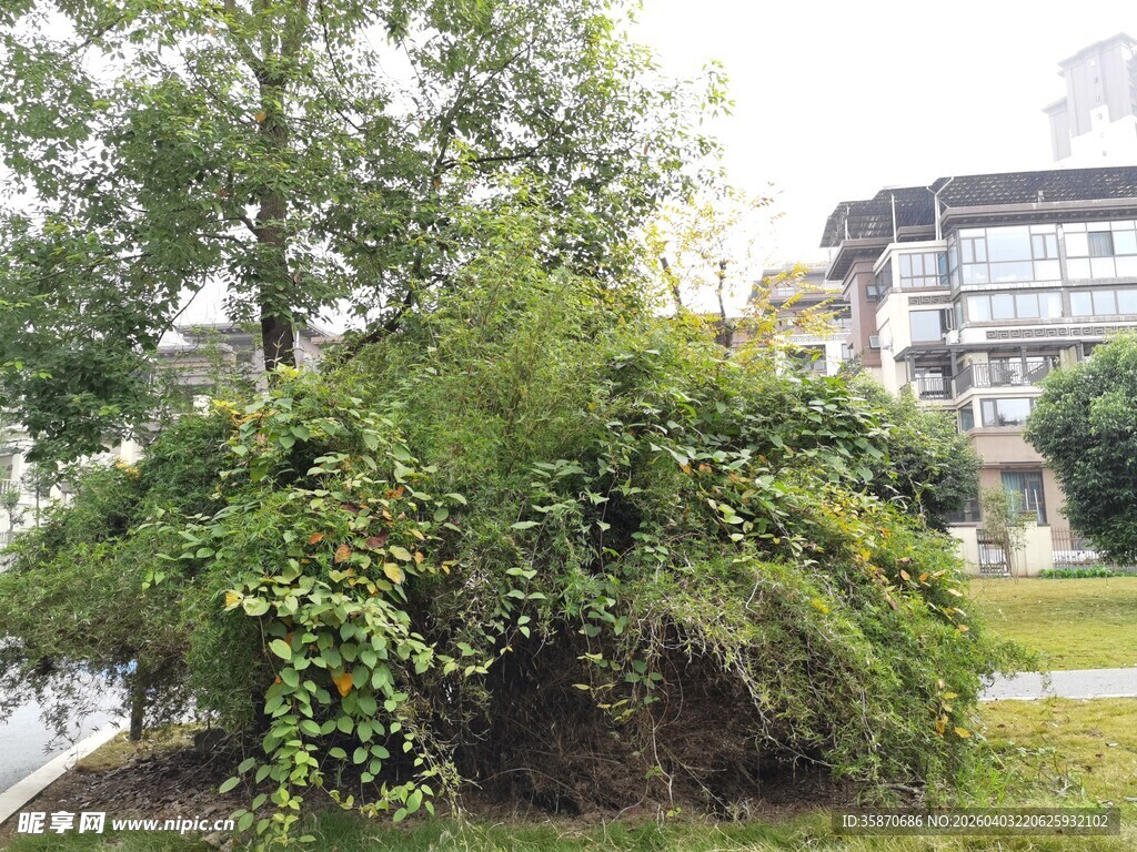 城市中葱郁的绿植景观