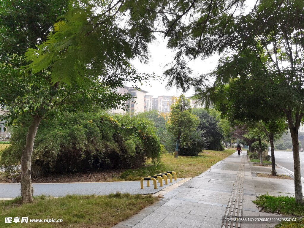 城市林荫小道的静谧风光