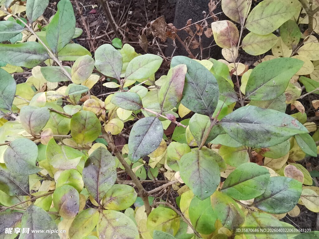 叶片泛黄的绿色植物