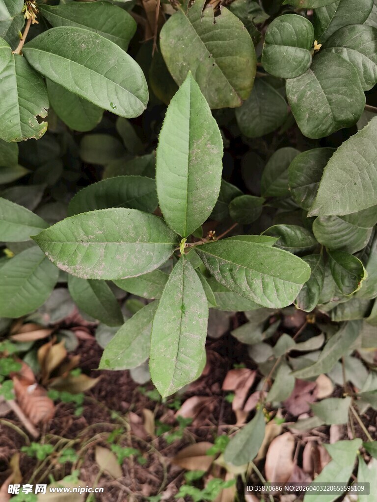 绿叶植物特写