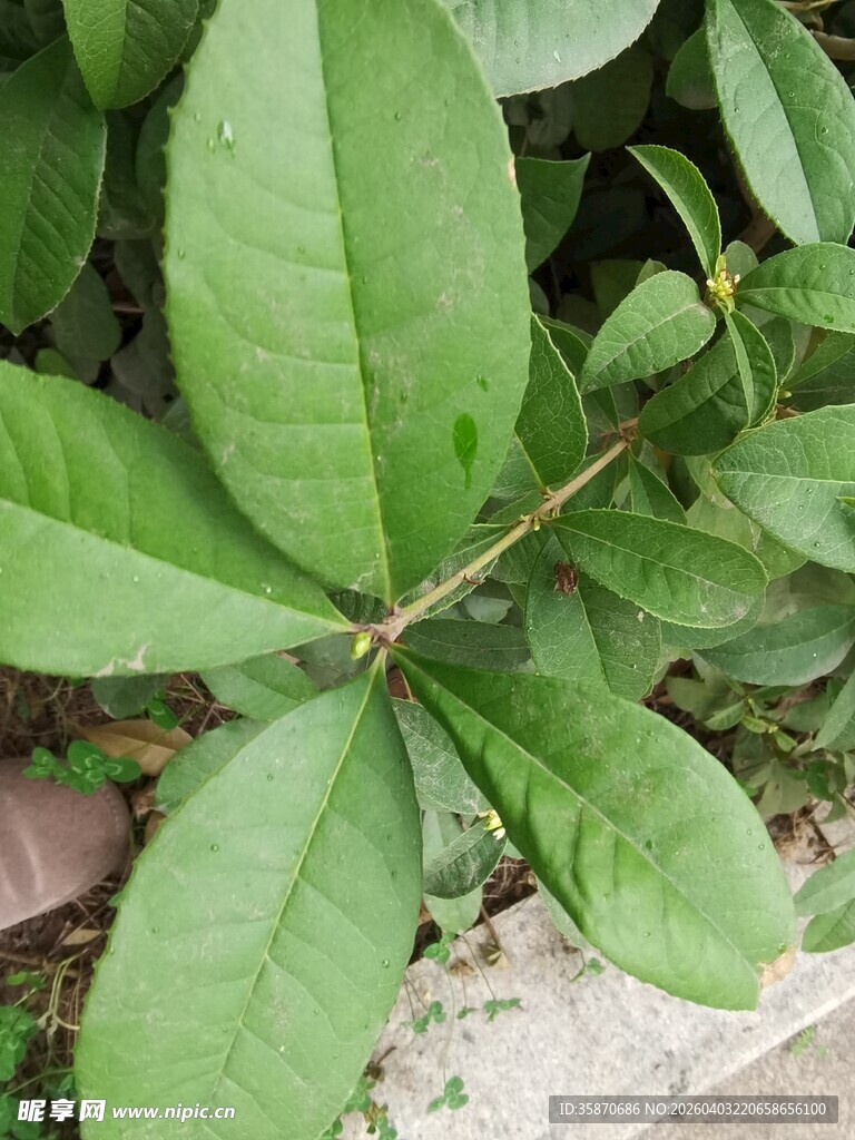 绿叶植物特写画面