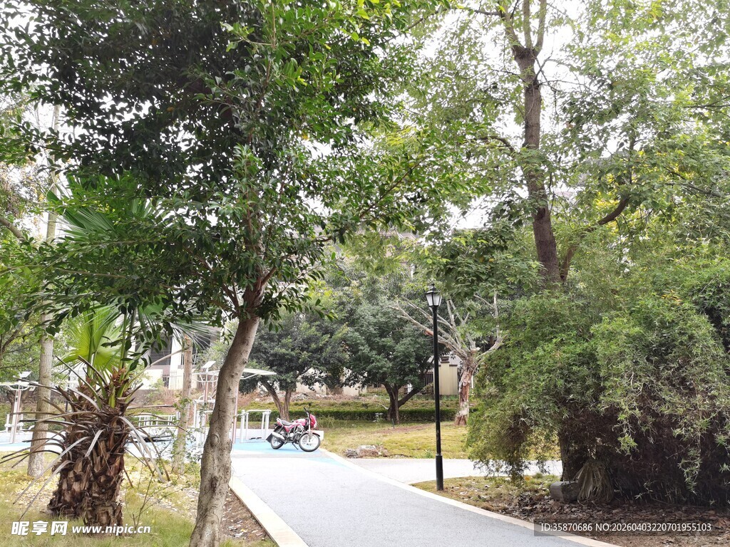 林间小道绿意盎然的景致