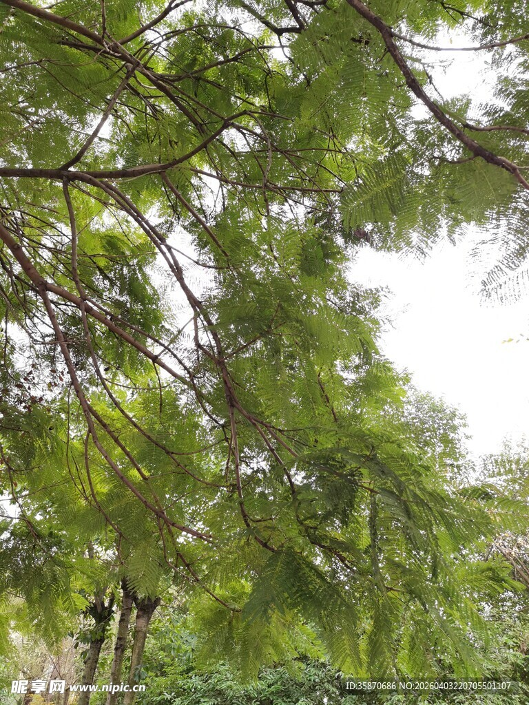 仰视茂密枝叶的绿意景象