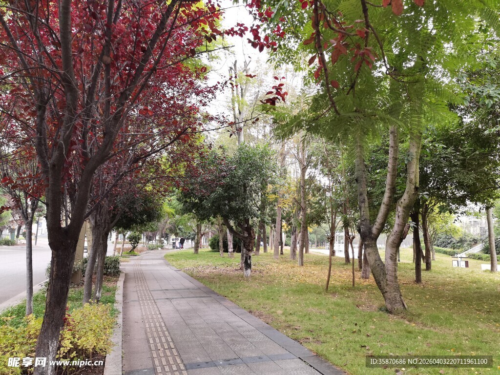 林荫小道春日公园美景