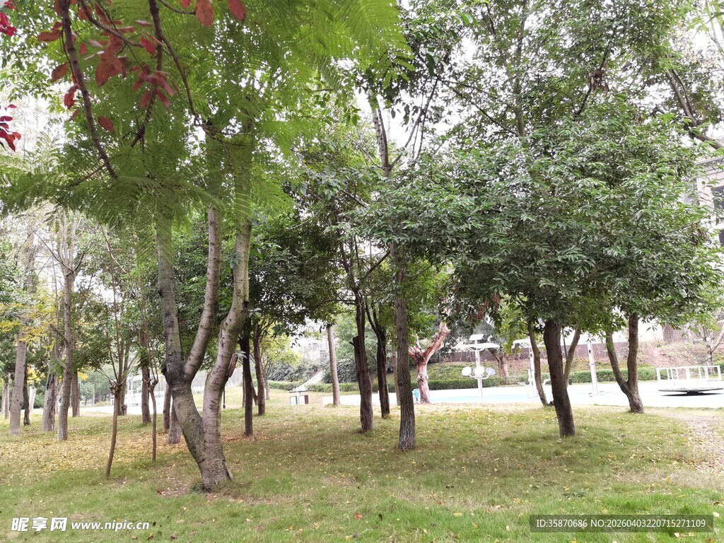 公园绿树成荫的自然景致