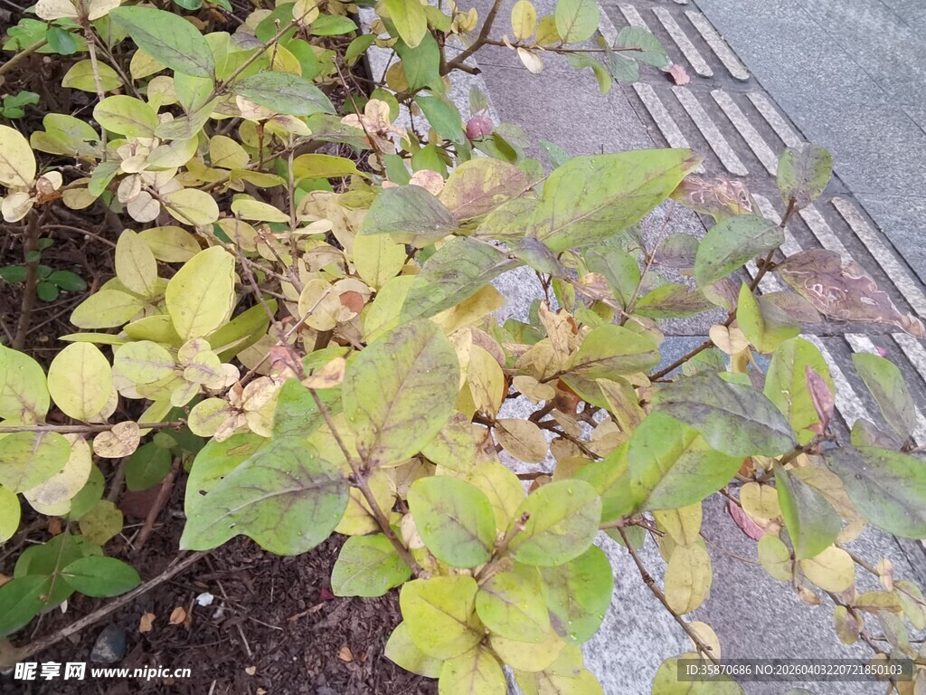 路边黄绿相间的植物