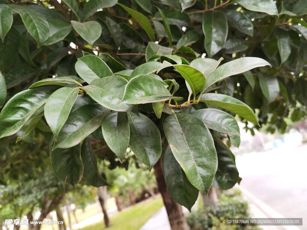绿叶繁茂的路旁桂树枝叶