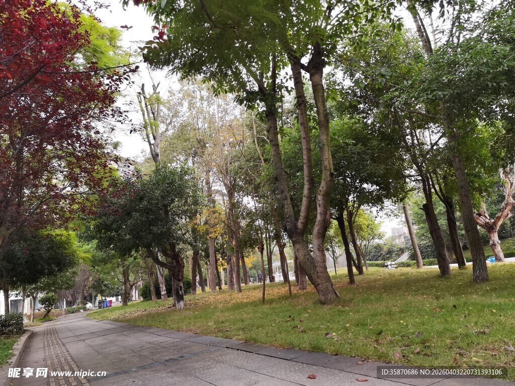 林间幽静小路绿意盎然